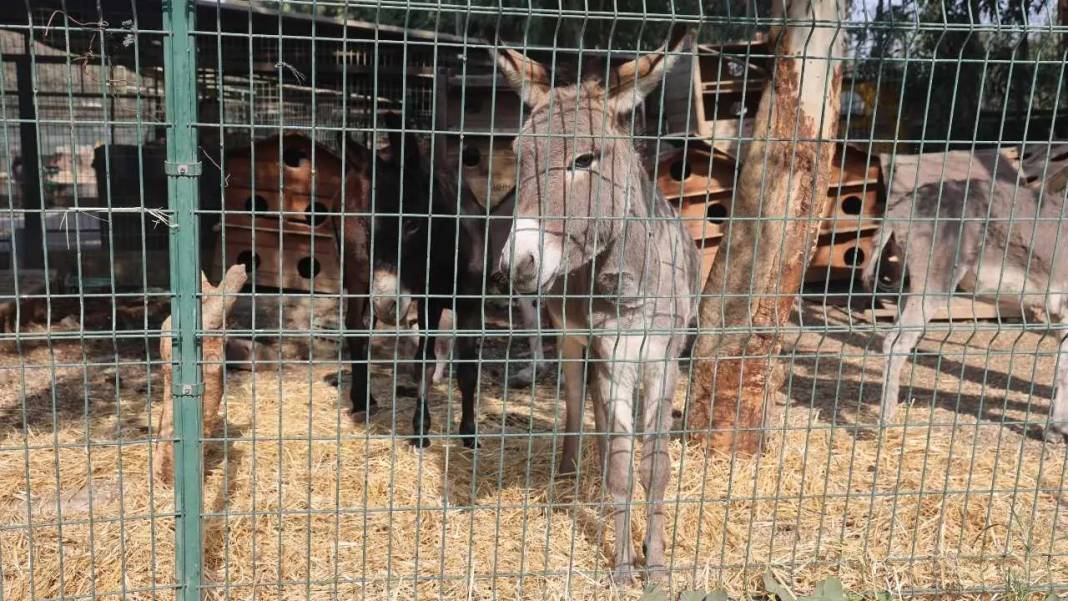 Hatay’da Annesinin Başından Ayrılmayan Sıpaya Sahip Çıkıldı! 2